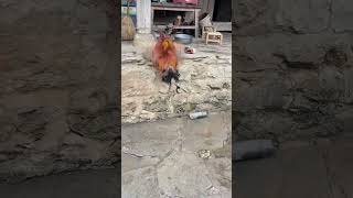 this rooster is happy to show off his sneakers 🤣 #funny #funnyshorts #comedy #tiktok #tiktokshorts