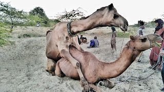 Camel Meeting 🤝.