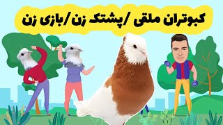 کبوتر ملقی/کبوتر گره