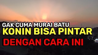 RUTINITAS EMBUN DAN JEMUR PAGI, BIKIN KONIN PINTAR DAN MENYERAP MATERI MASTERAN.