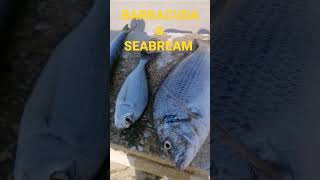 BARRACUDA AND SEABREAM FISHING