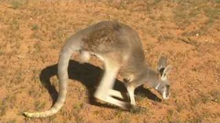 Baby kangaroos ready for release