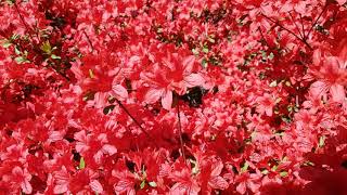 Red flowers view