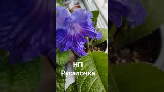 НП Русалочка