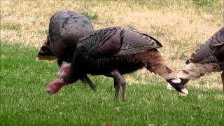 Beautiful Tail Feathers