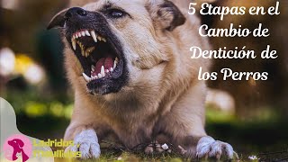 👉 5 Etapas en el Cambio de Dentición de los Perros 🐶 | Ladridos y Maullidos