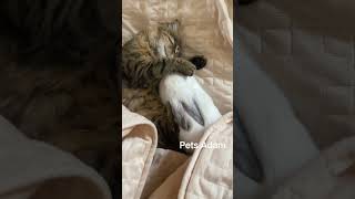 Rabbit and funny Cat Subscribe.. like and comment Pets Adam #Shorts