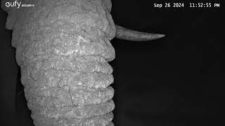 27 September 2024 elephant breaking camera trap