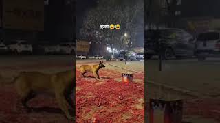 लोग बोलते है जानवर डरते है फिर ये क्या है#दीपावली #diwali #viralvideo #trending #animals #