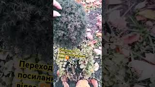 ПІДПИШИСЬ SUBSCRIBE Догляд за туєю взимку #growing #harvest #plants