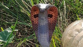 India's most harmful snake || King Cobra ko pakada || #trending