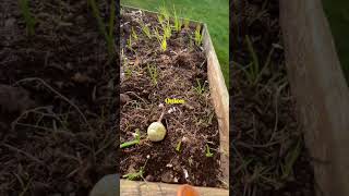 Baby Garlic plant in our Garden-Feb 2023 | பூண்டு செடி தோட்டத்தில்