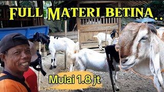 Kambing kaligesing spec breeding luwesan BETINA dan Induk Produktif!!! Full stok..