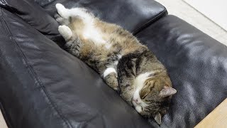 お一人様のお昼寝を満喫するねこ。-Maru comfortably enjoys solo nap.-