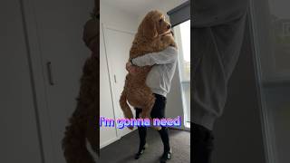 When your Big Dog is a softy #funnydogs #doglover