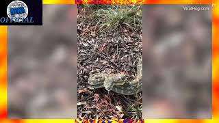 Moment grumpy python strikes at snake catcher's camera