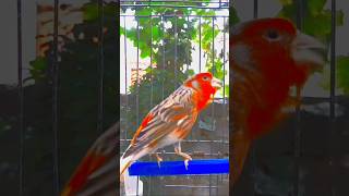 Пение канарейки #Singing_bird_canary #Canary #Canary