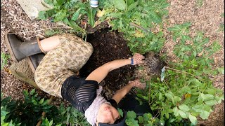 Transplanting Buttonbush Cephalanthus occidentalis 💙 Unraveling Roots for a Successful Garden Move