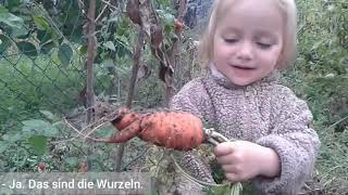 Karotten ernten, Winterzwiebeln stecken und ein Alien im Beet | Naschgartengeschichte 06