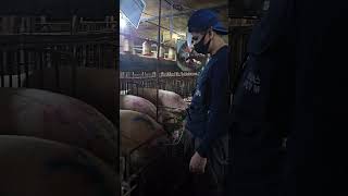 Pig Farm in Korea 🇰🇷 #viral #video #shortvideo #subscribe #korea #usa #cambodia #pigfarmvideo