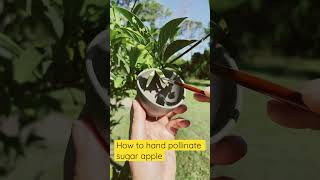 How to hand pollinate sugar apple