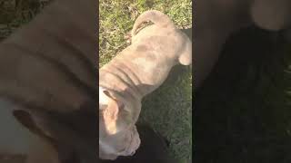 Lilac Merle Pocket Bully Puppy for sale 8 weeks old