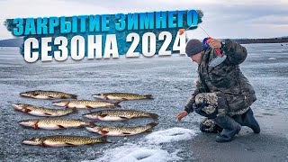 ЗАКРЫТИЕ ЗИМНЕГО СЕЗОНА 2024 / ЩУКА / СОРОГА / ОКУНЬ #рыбалка