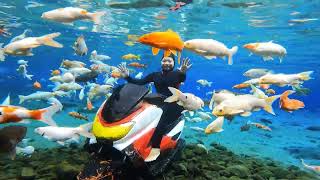 Berenang Bareng Ikan Cantik di Umbul Ponggok Klaten