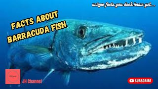 5 Barracuda Fish Facts That Are Excellent for Professional Anglers, Unique facts you don't know yet…