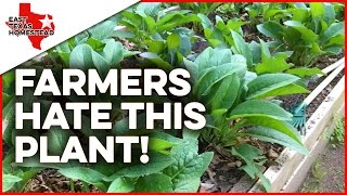 Farmers hate this amazing homestead plant! | Should you be growing comfrey? | #EastTexasHomestead