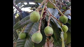 Unripe Loquat - Unripe Japanese Plum - What to do with unripe loquats?