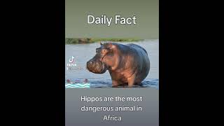 Hippos are the most dangerous animals where? #animals #hippo #world