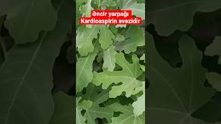 Kardiaspirin əvəzi #ənciryarpagi #faydalıbilgiler #bitkiseltedavi #xeberler #xeber #faydali