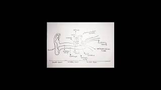 Ear with its parts and it's functions,with structure #psychology #ear #functions #structure#earparts