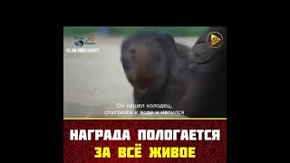 Награда полагается за всё живое. The reward is for all living things.