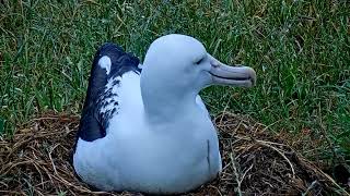 Águila calva, Albatross royal . La temporada de reproducción ha comenzado