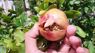 What Does Pomegranate Fruits Look Like? What does pomegranate plant look like in Pakistan 2020