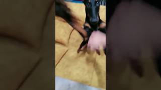 Doberman Sahibine Saldırdı ( Koltuk Devamı ) #shorts