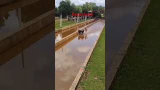 Team Mala | Kudhi #kambala