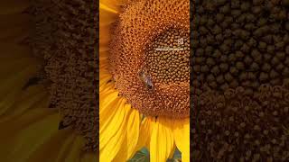 #sunflower #sunflower farming #honey bea in sunflower 🌻#flowe farming #sunflowwr view