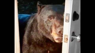 Bear Attacks Attorney In His Home