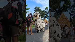 macan putih #canmacanan #macanan #madura #shortvideos #trendingshorts