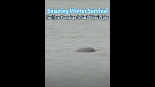 Ensuring winter survival for rare porpoises in east China's lake#fyp #fypシ #china #environment