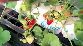 Ягоди Сорт Корона във фаза на плододаване - Corona strawberries at the fruiting stage - Part 2