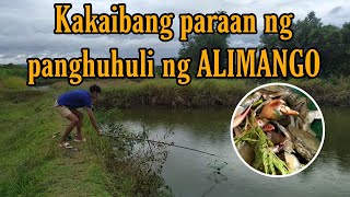 PAANO MANGHULI NG ALIMANGO