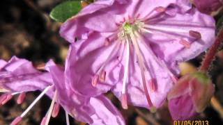 xKalmiothamnus Selektion B / Zwerg-Lorbeer x Zwerg-Alpenrose Selektion B