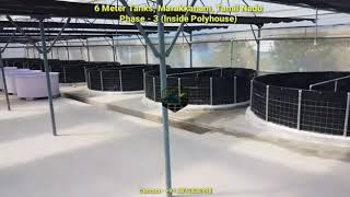 Shrimp and fish farming in Biofloc from Geotankindia inside polyhouse part 2