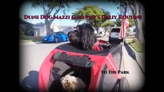 Mazzi's & Murphys   Daily Routine remake