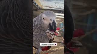 #morningroutine #refugioanimal #parrots #short