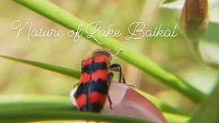 Lake Baikal and its nature (delicate wild flowers and beetles)